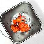 Best Baby Octopus (2) in Melbourne, FL